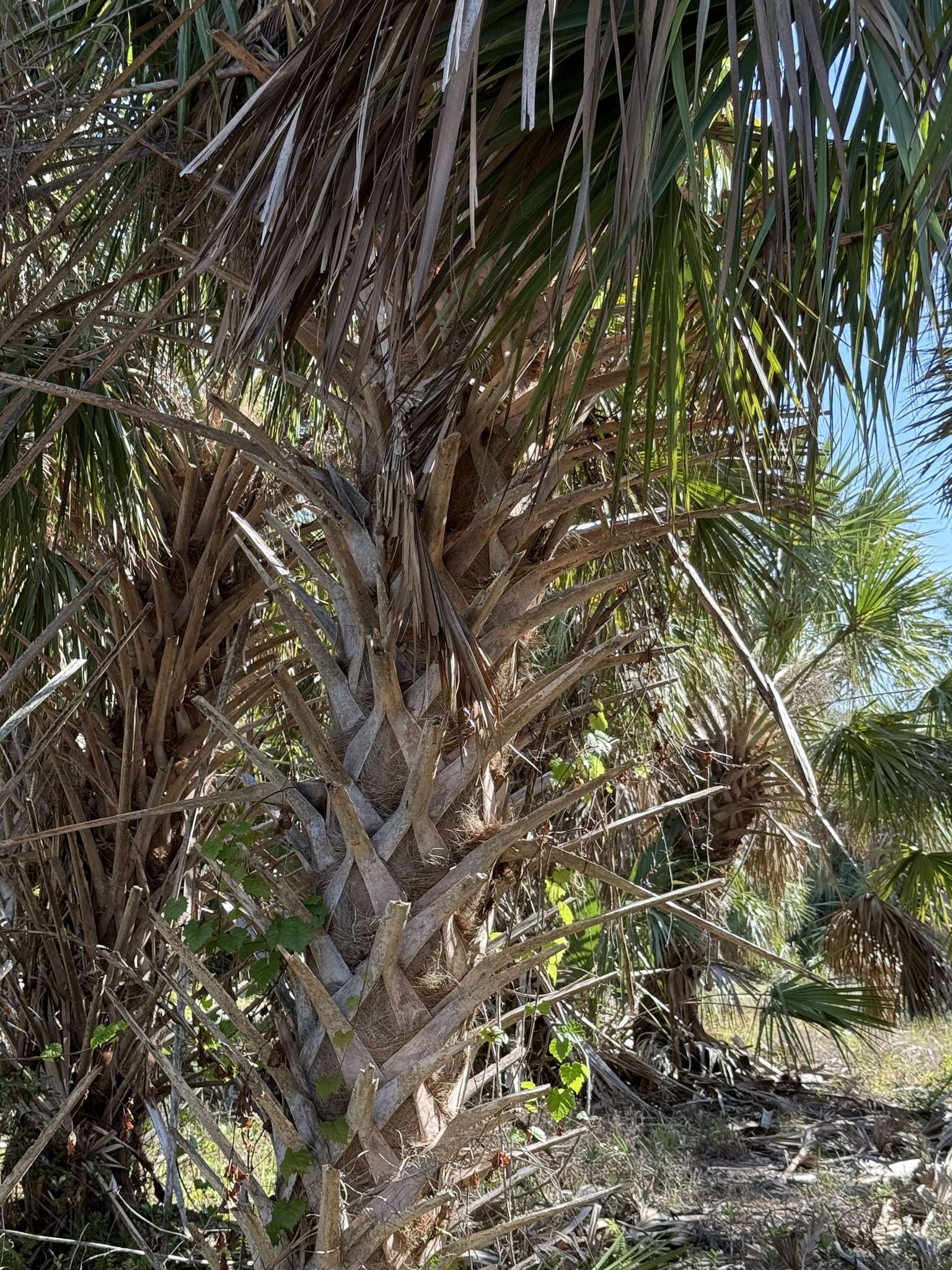 Imagem de Sabal-palmetto
