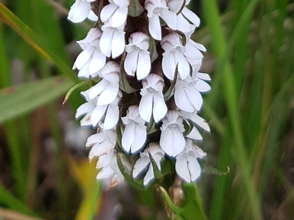 Brownleea parviflora