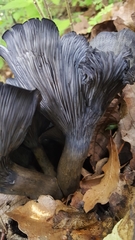 Omphalotus mexicanus