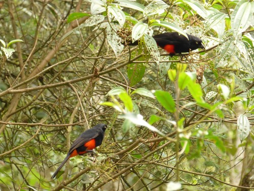 Red-bellied Grackle (Hypopyrrhus pyrohypogaster), photo 6