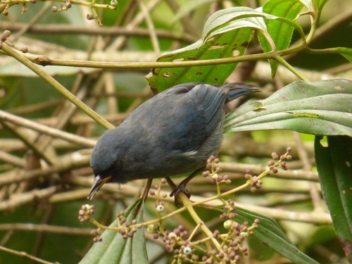 Bluish Flowerpiercer (Diglossa caerulescens), photo 5