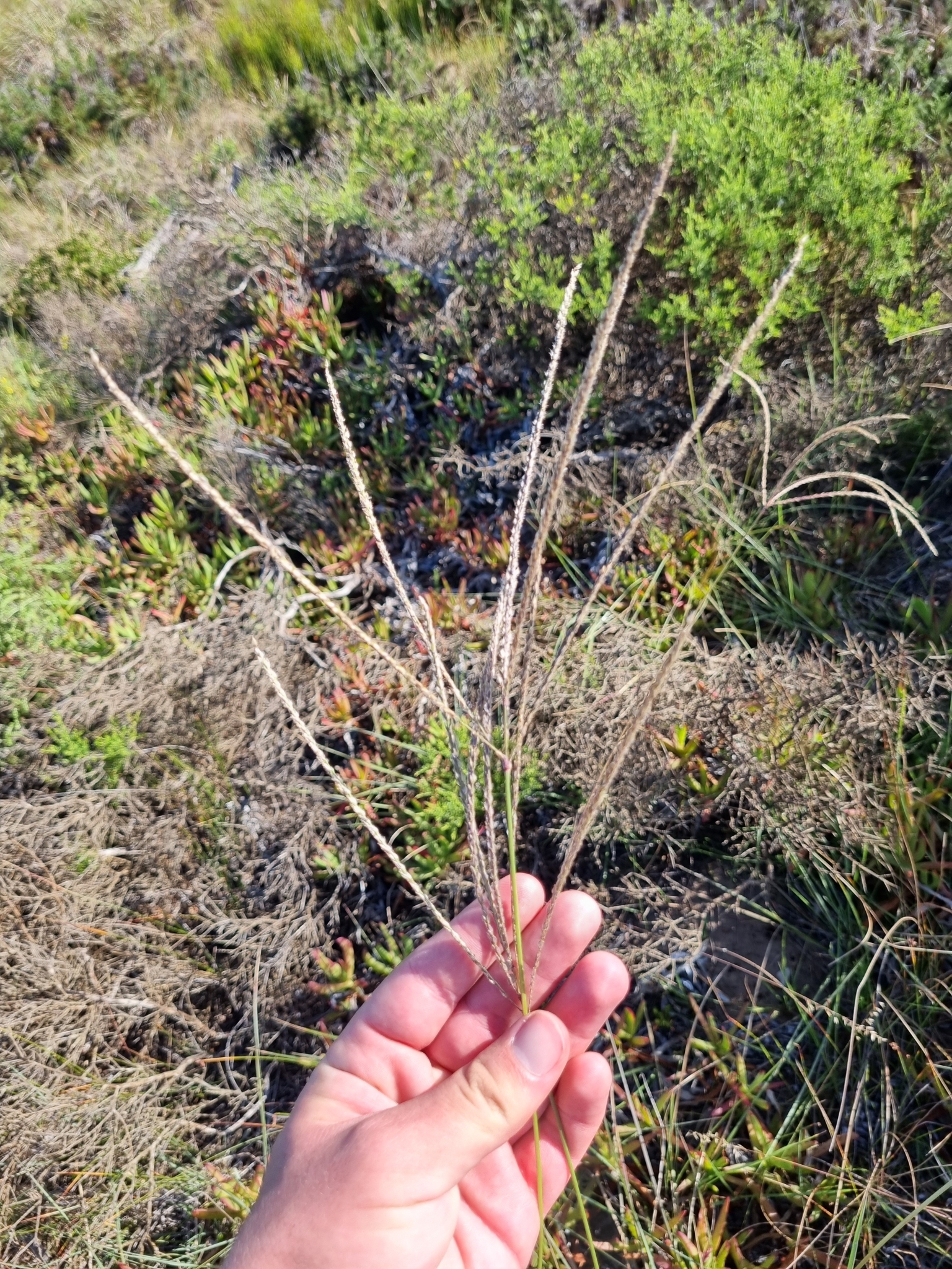 Imagem de Capim-urochloa