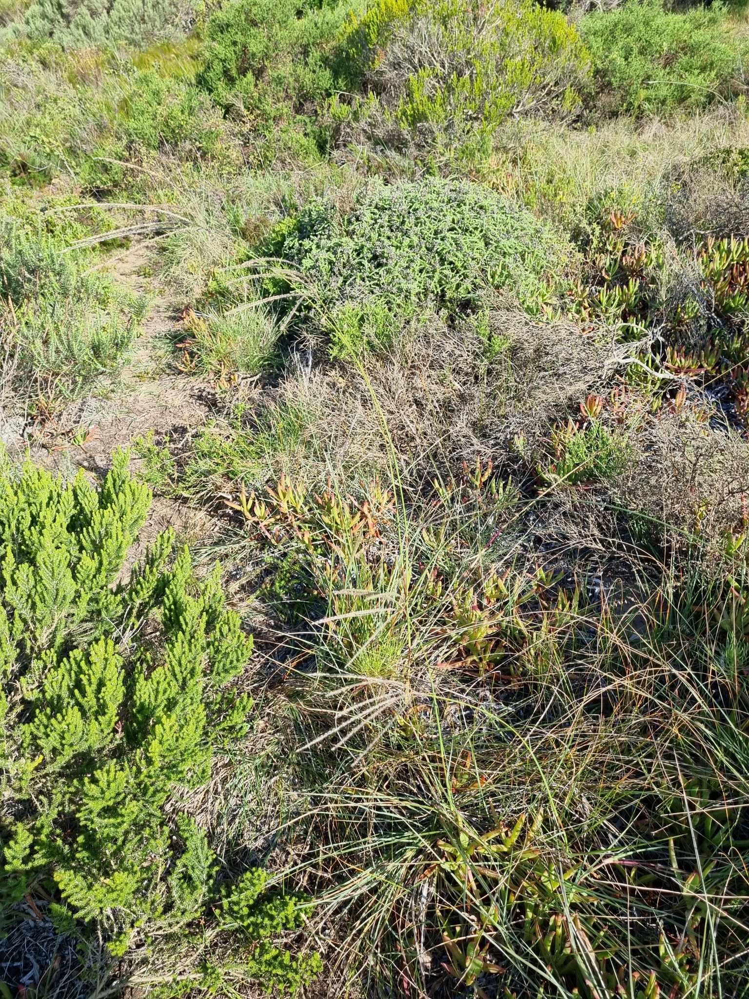 Imagem de Capim-urochloa