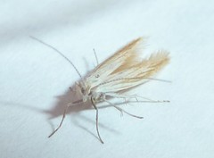 Coleophora rupestrella