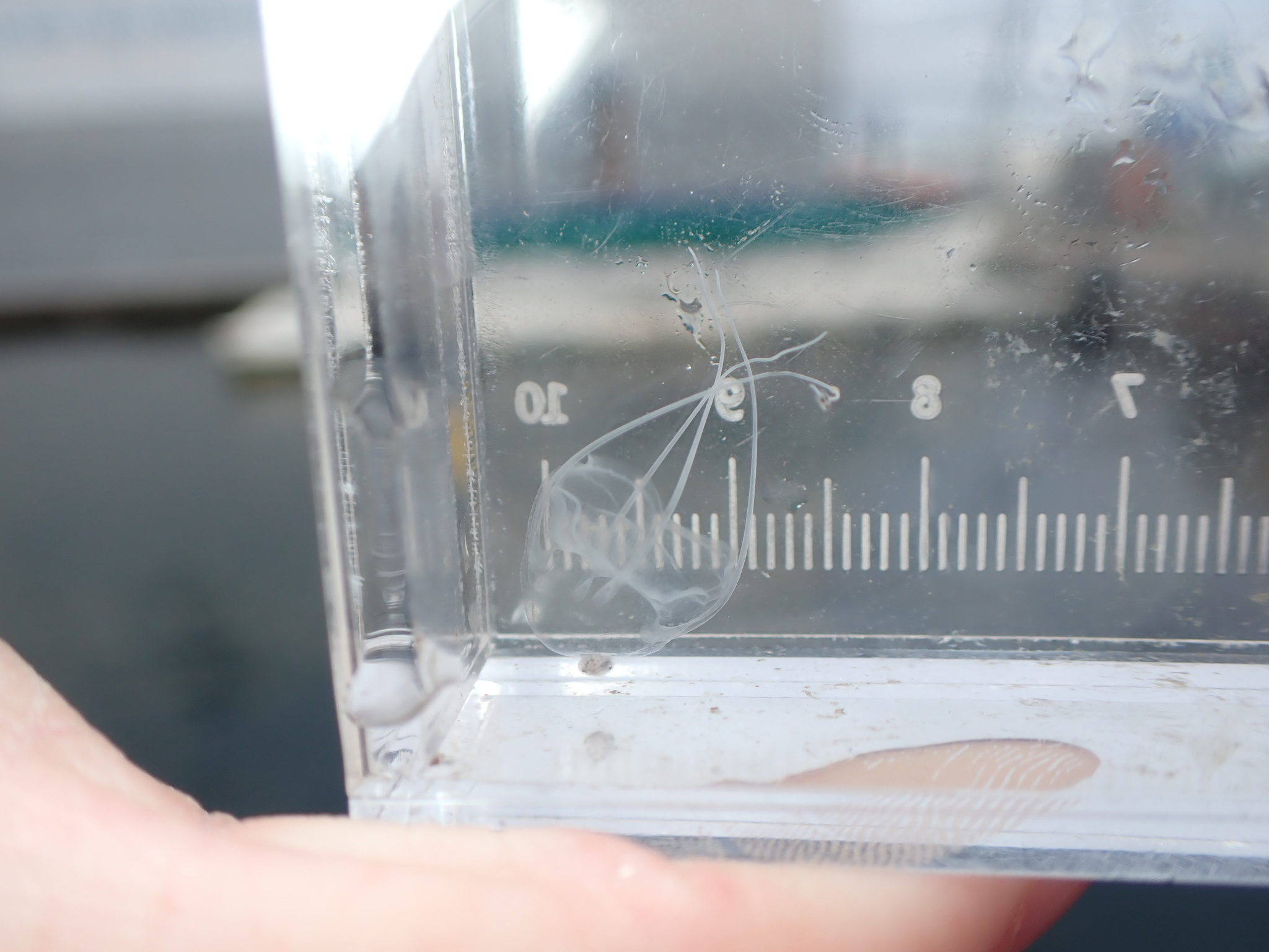 Solmundaegina nematophora Lindsay, 2017