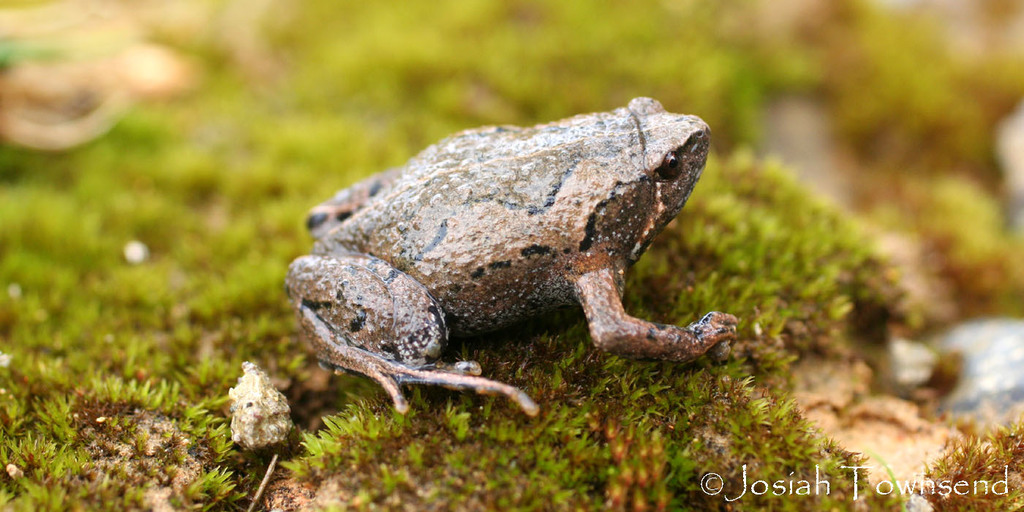 Montane Sheep Frog