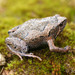 Montane Sheep Frog - Photo (c) Josiah Townsend, some rights reserved (CC BY-NC-ND), uploaded by Josiah Townsend