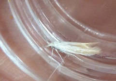 Coleophora rupestrella