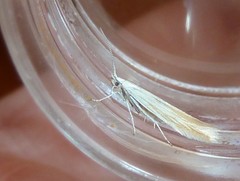 Coleophora rupestrella