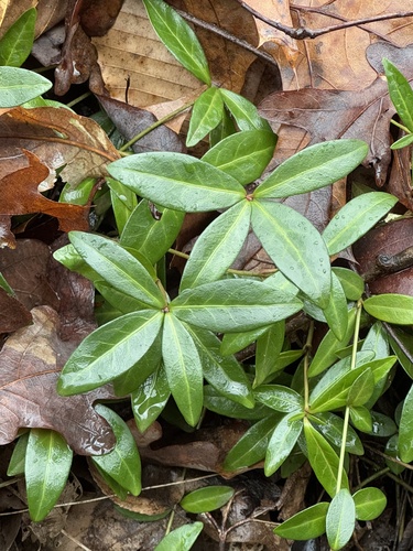 Foto de Pervinca