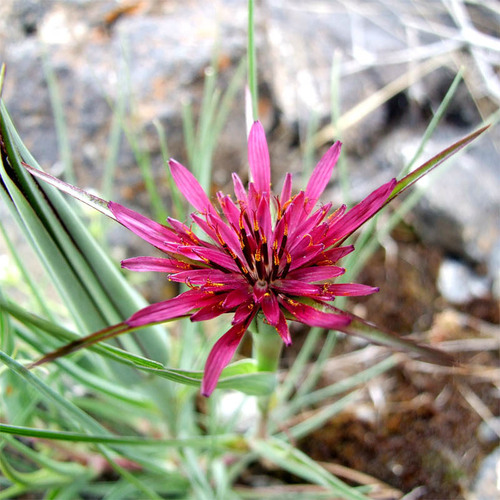 Teke sakalı (Tragopogon coloratus)