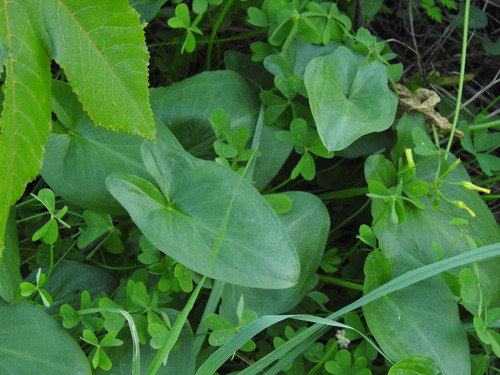 Foto de Capuz-de-frade