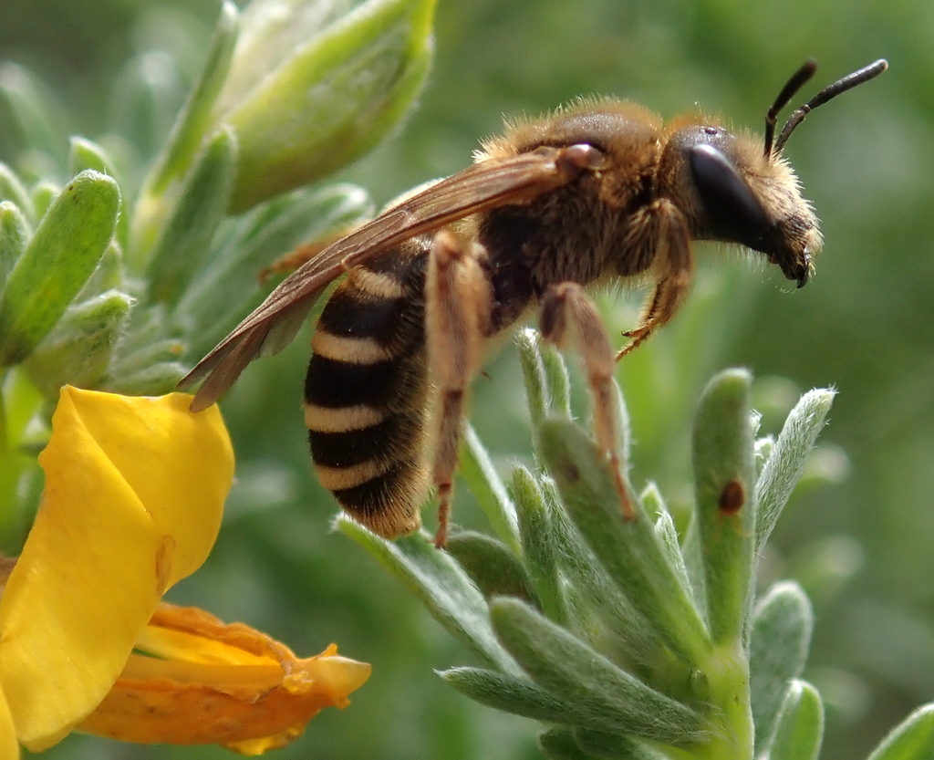 Tawny-legged Furrow Bee