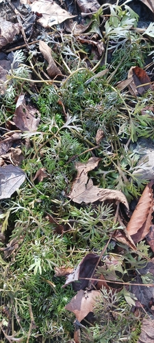 Image of Ranunculus flabellaris by no rights reserved