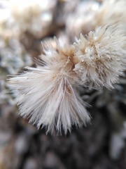 Antennaria rosulata