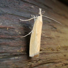 Pediasia luteella