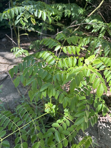 Foto de Mucunã-de-caroço