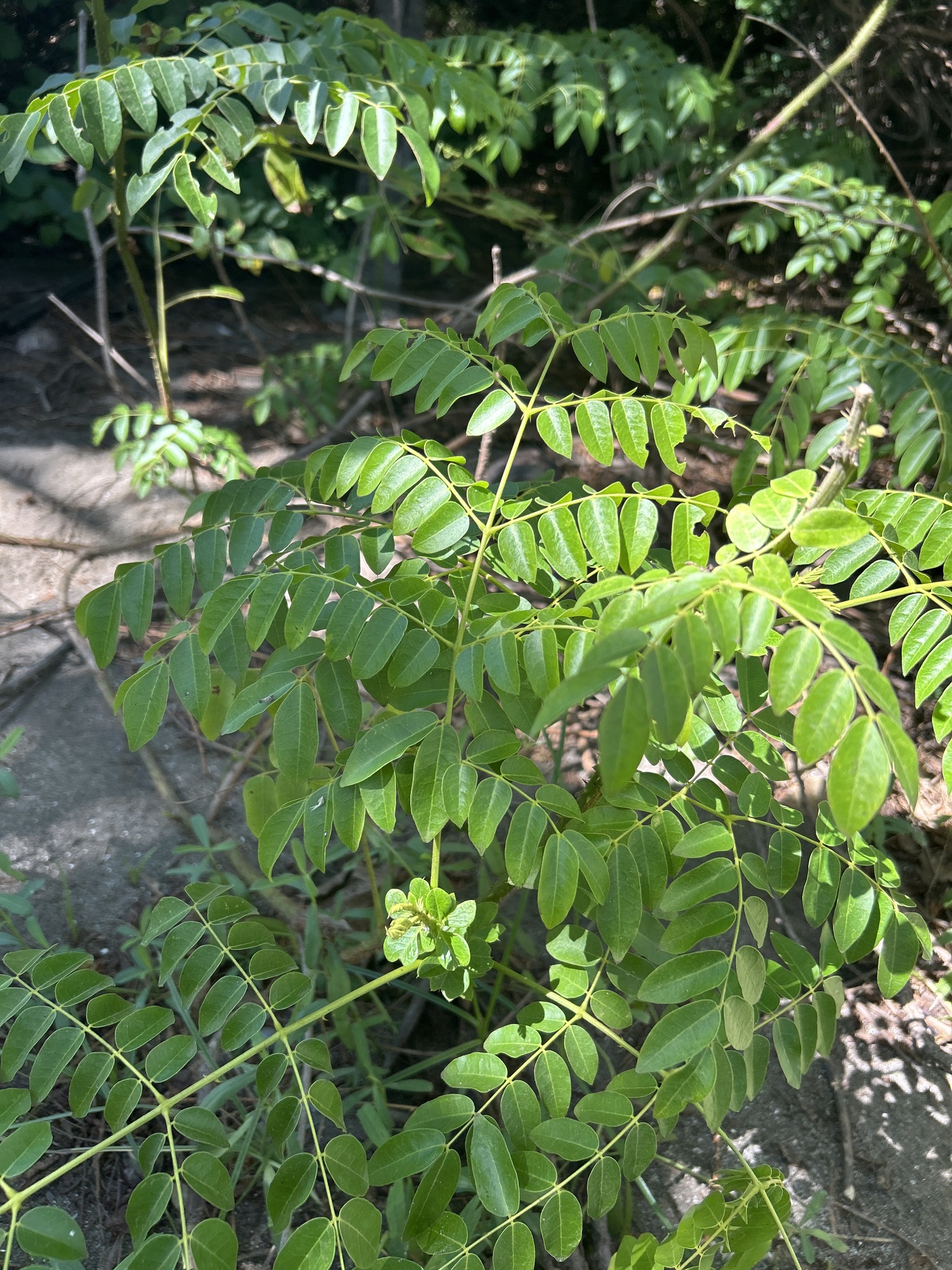 Imagem de Mucunã-de-caroço