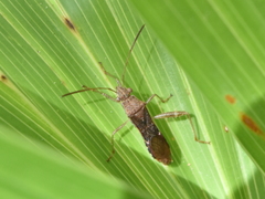 Burtinus notatipennis