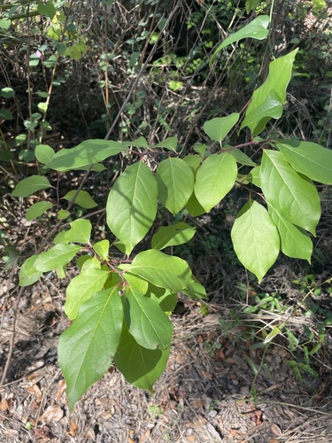 Caqui