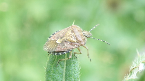 bzdocha obyčajná (Dolycoris baccarum)