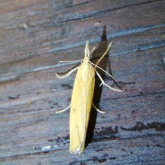 Pediasia luteella