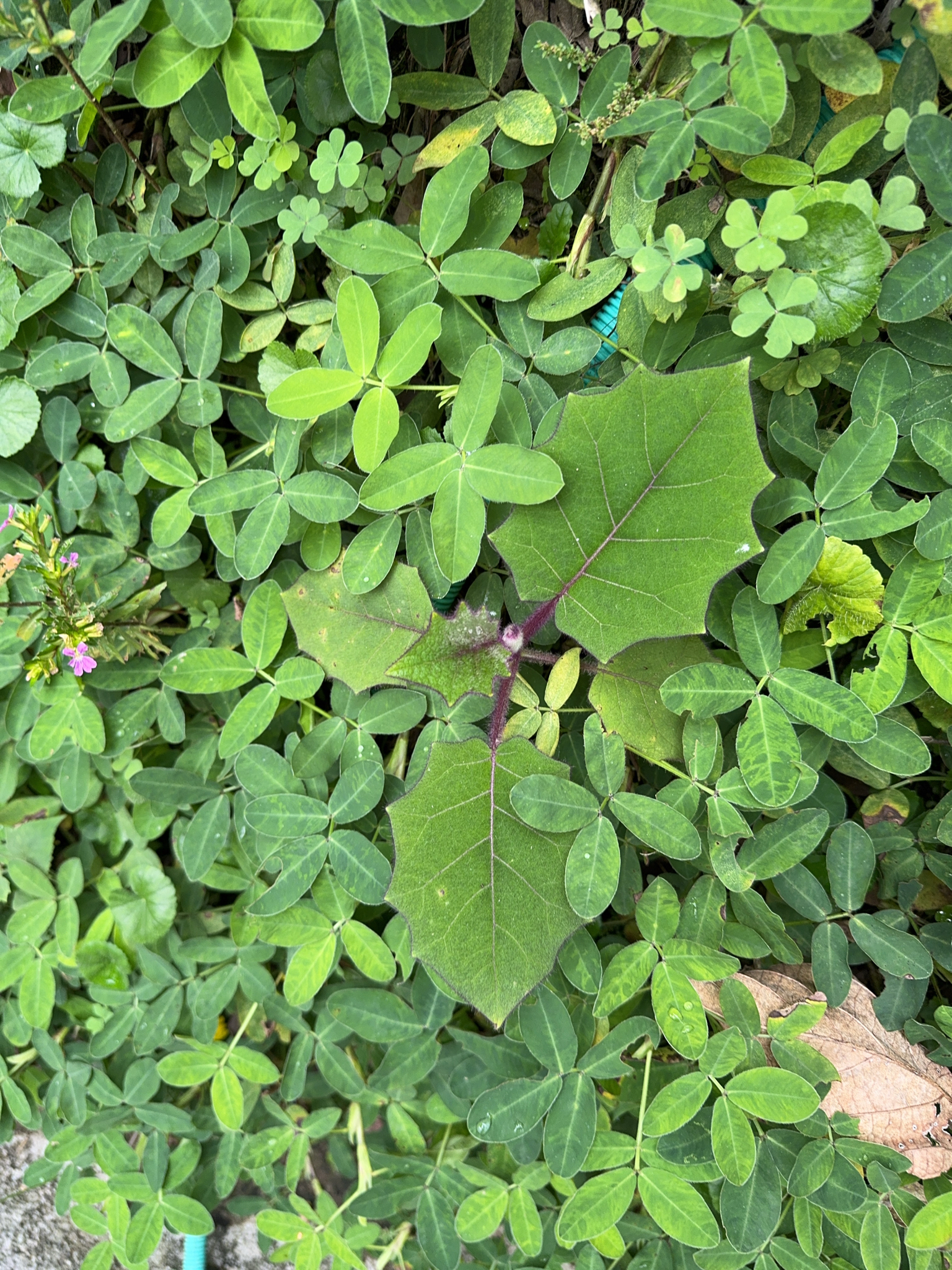 Imagem de Naranjilla