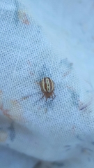 Araneus pratensis