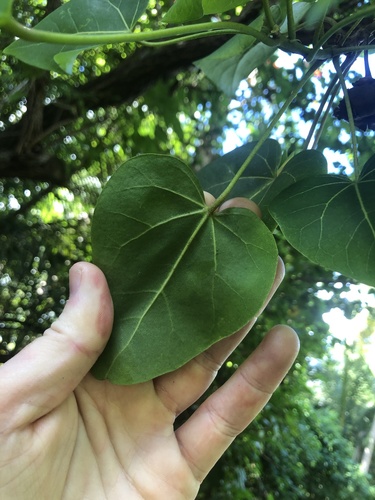 Foto de Salseiro