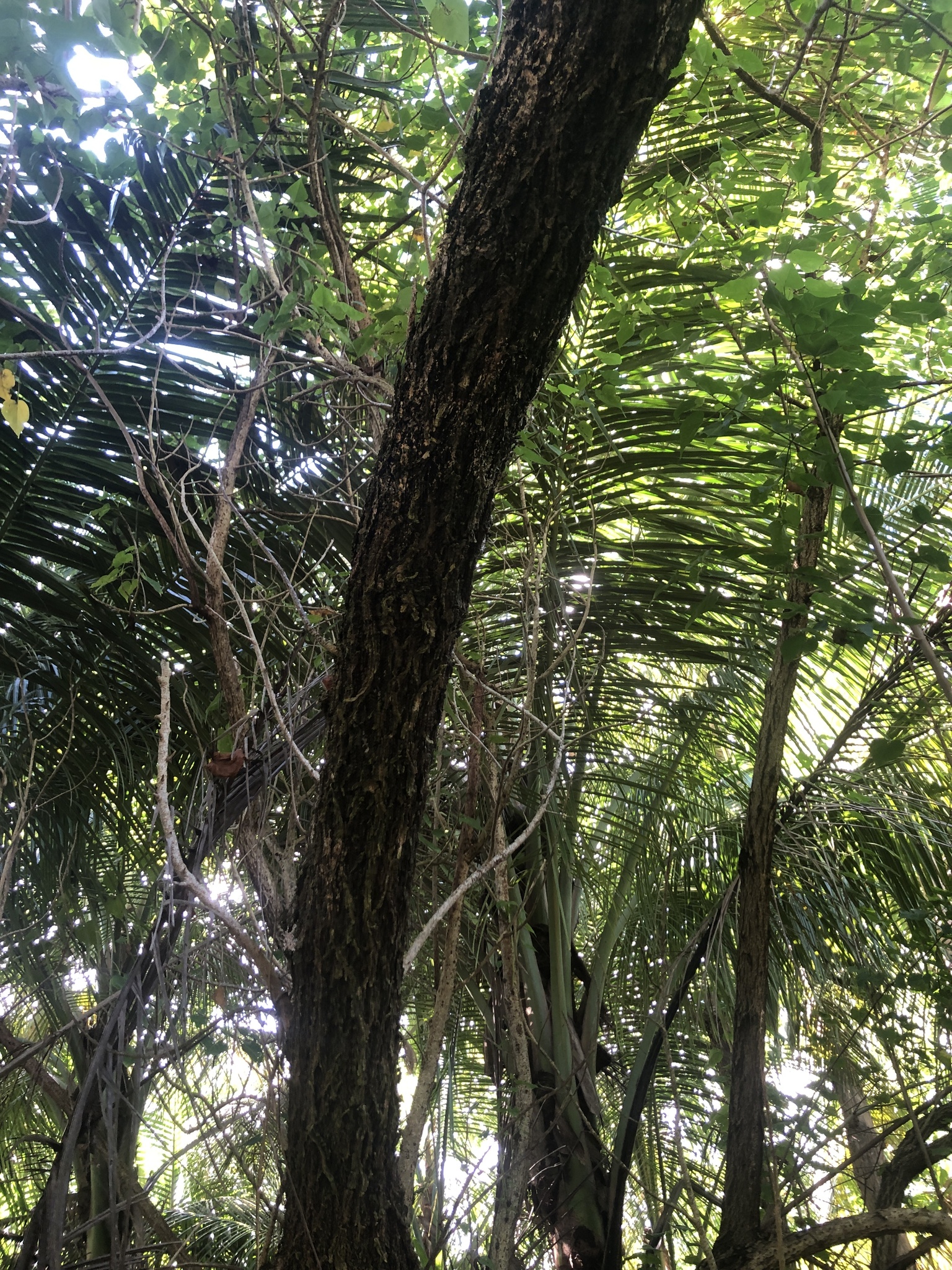 Imagem de Salseiro