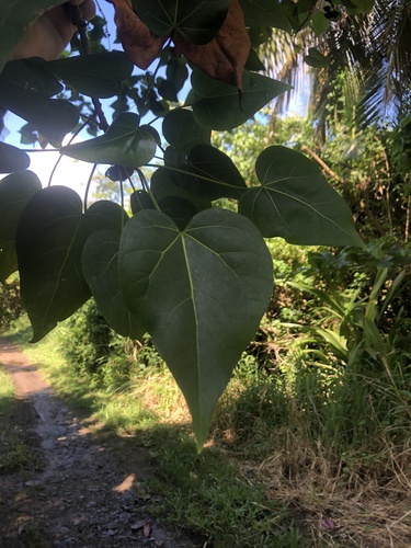 Foto de Salseiro