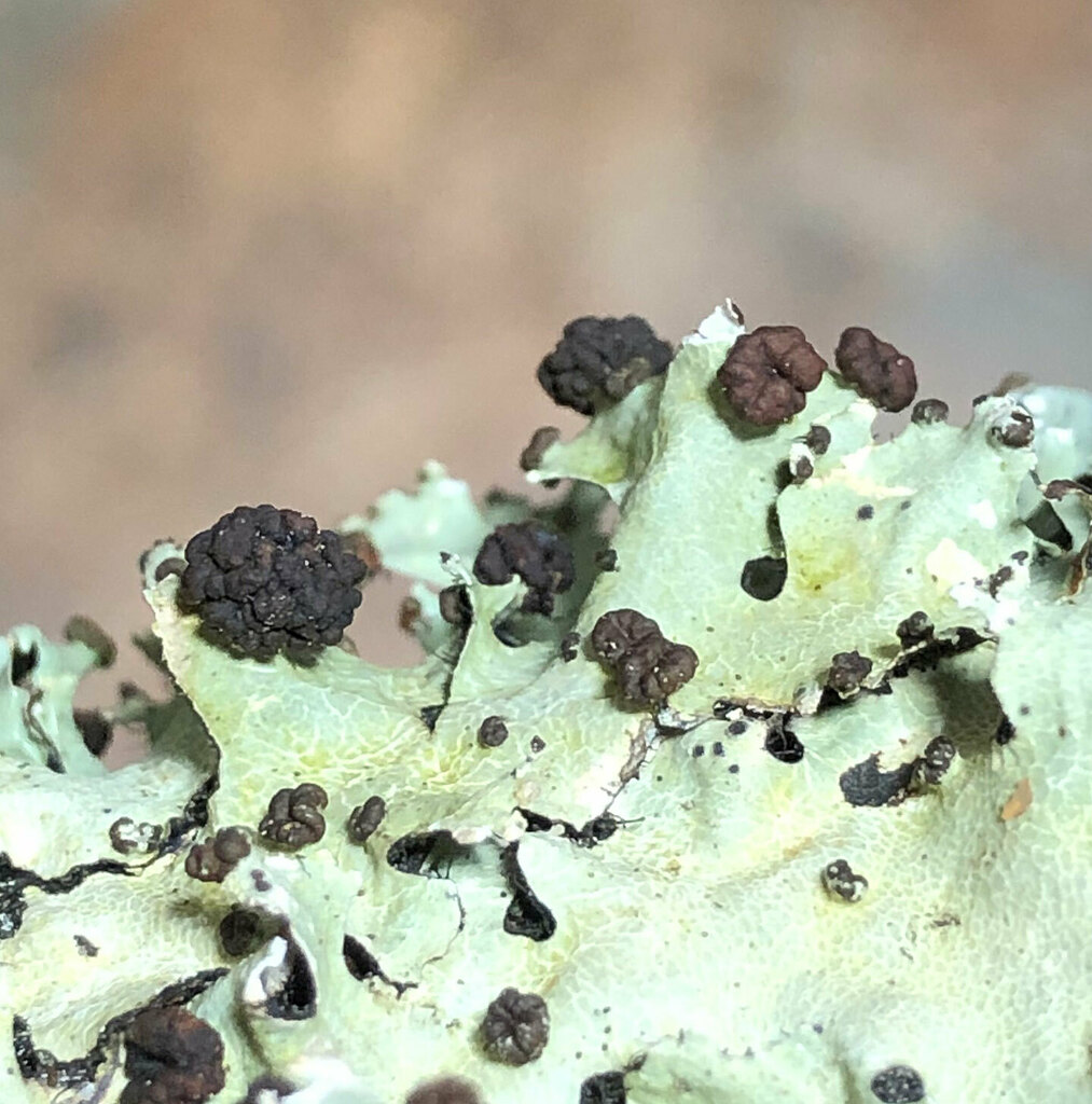 Tremella parmeliarum