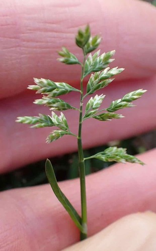 Foto de Poa-comum