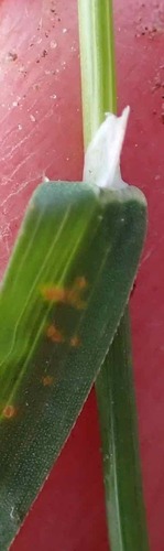 Foto de Poa-comum