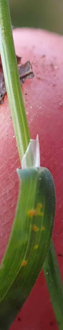Imagem de Poa-comum