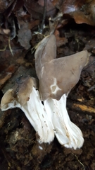 Helvella lactea