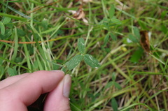 Trifolium wormskioldii