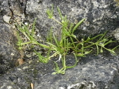 Spergularia canadensis