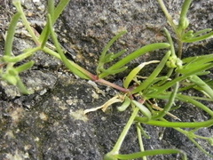 Spergularia canadensis