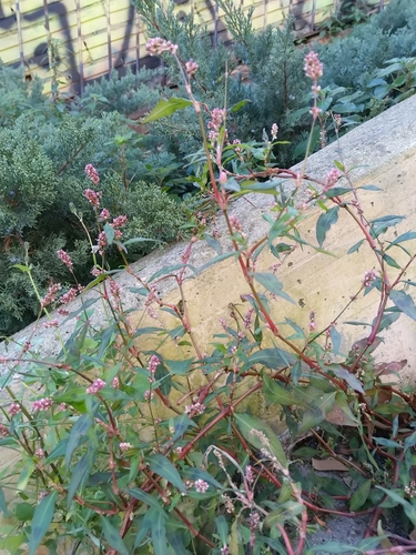 Foto de Erva-de-bicho