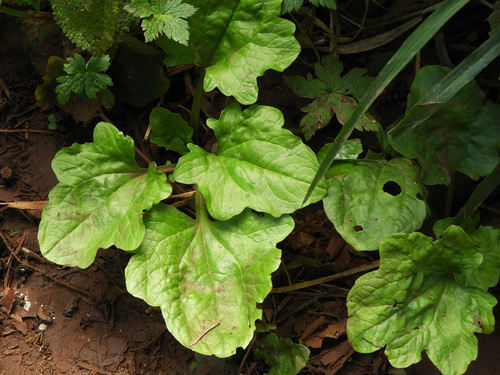 Plantago palmata