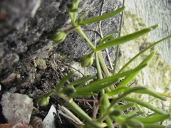 Spergularia canadensis