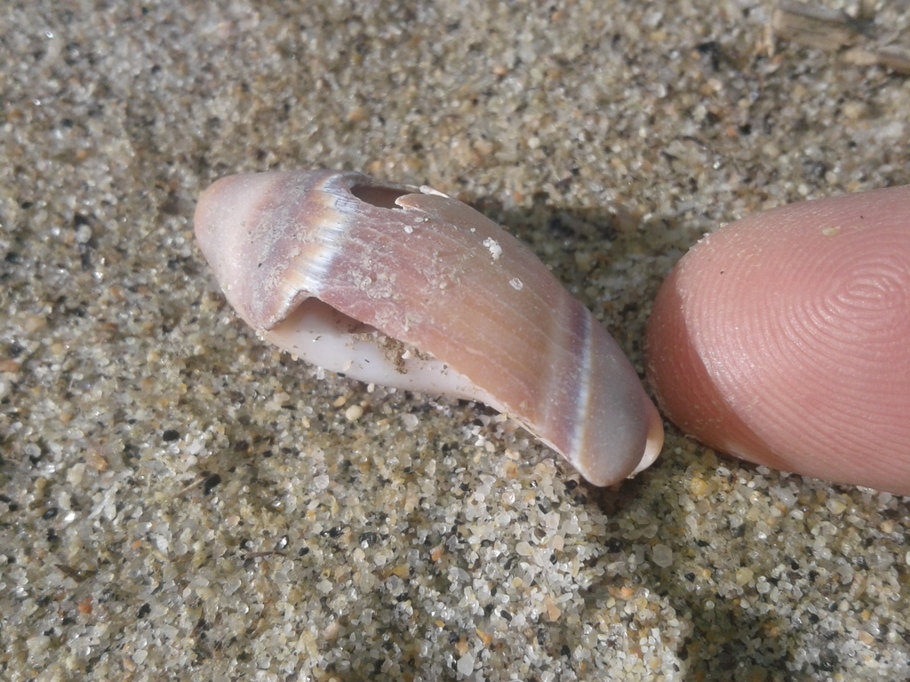 Amalda australis