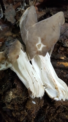Helvella lactea