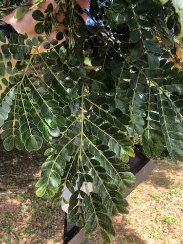 Foto de Sombreiro