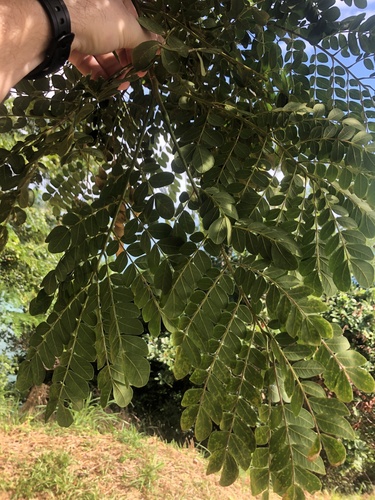 Foto de Sombreiro