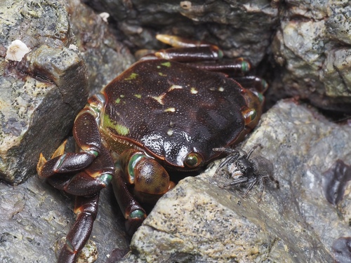 Intertidal Jumping Spider