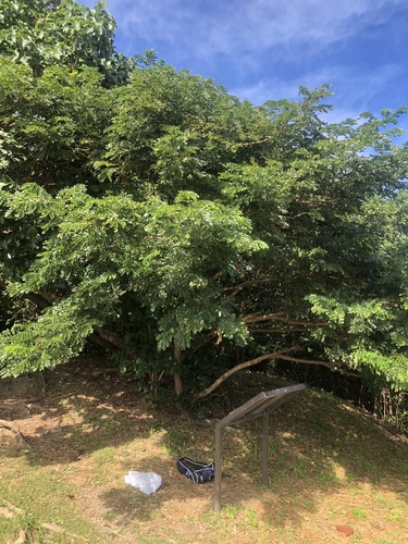 Foto de Sombreiro