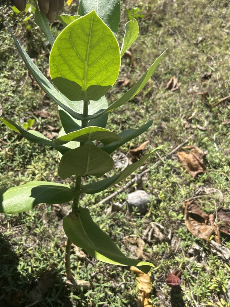 Foto de Flor-de-seda