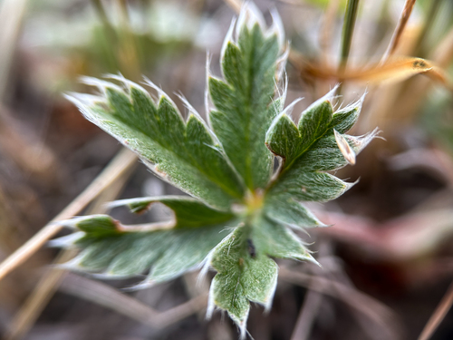 Early Cinquefoil